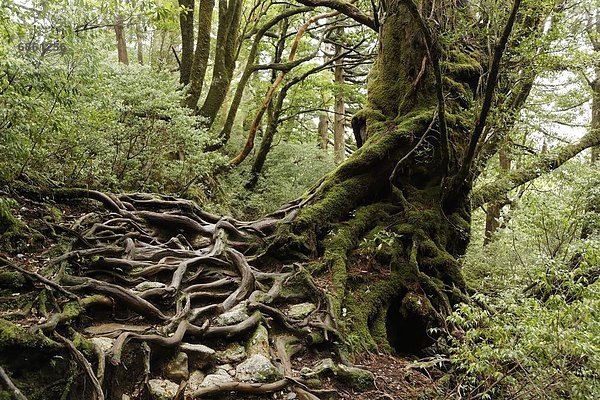 bedecken  Baum  Wurzel  groß  großes  großer  große  großen  Baumstamm  Stamm  Zeder  Japan  Moos