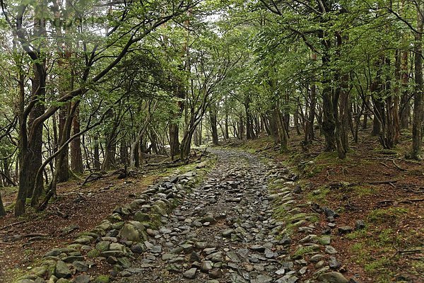 Stein  Fernverkehrsstraße  Wald  Japan