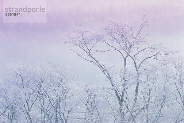 bedecken  Baum  Morgendämmerung  Nebel  Frost  Hokkaido  Japan
