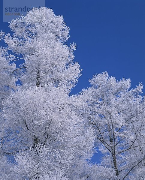 bedecken  Baum  Himmel  blau  Biei  Hokkaido  Frost  Hokkaido  Japan