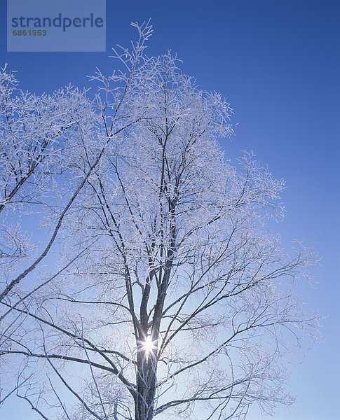 beleuchtet  bedecken  Baum  Sonnenlicht  Biei  Hokkaido  Frost  Hokkaido  Japan