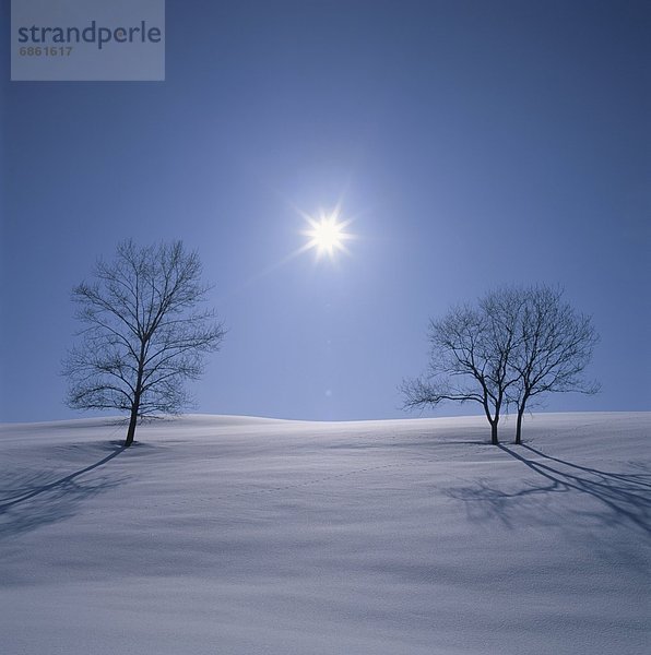 beleuchtet  Baum  über  Schnee  Feld  2  nackt  Biei  Hokkaido  Hokkaido  Japan  Sonne