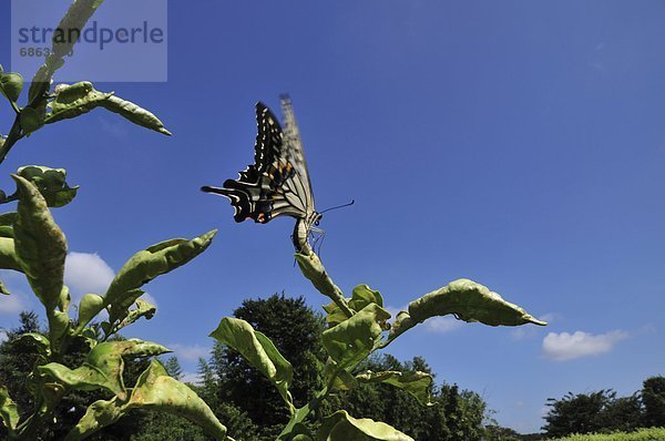 Schwalbenschwanz  Papilio machaon  Pflanzenblatt  Pflanzenblätter  Blatt  Schmetterling
