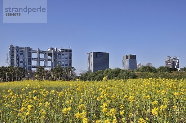 Gebäude  Fernsehen  Feld  Fuji  Raps  Brassica napus