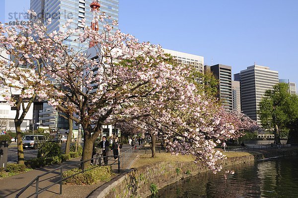 Otemachi in Spring