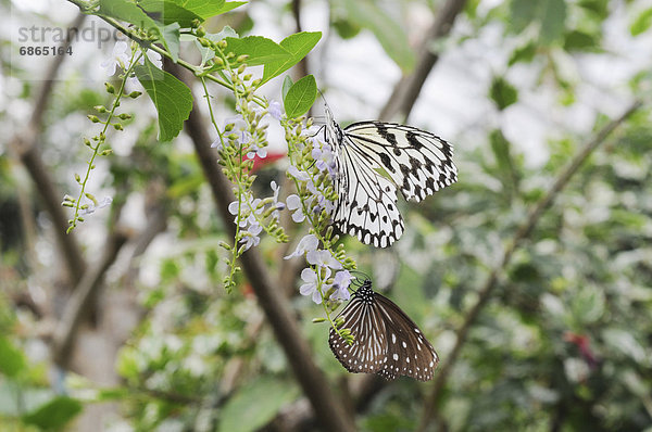 Papier  Blume  Idee  Schmetterling  Hyogo  Honshu  Japan