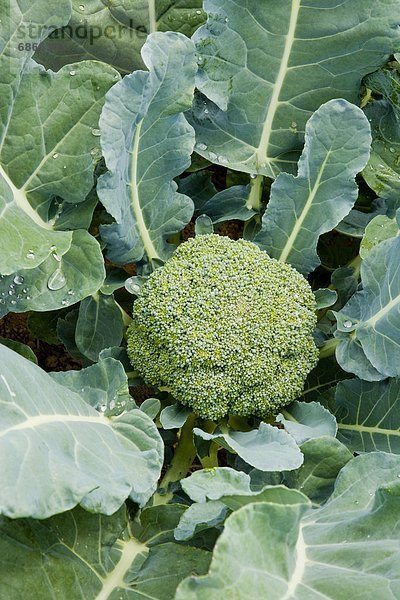 Close-up  close-ups  close up  close ups  Broccoli