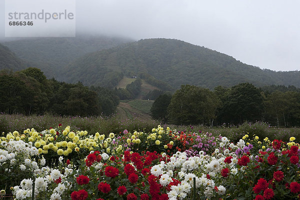 Tag  blühen  Regen  Hochebene  Dahlie