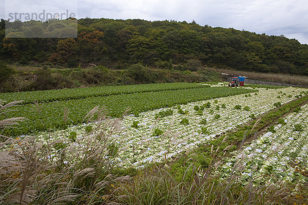 chinesisch  Feld  Kohl