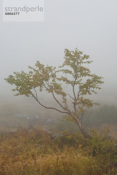 Baum  Nebel  Herbst