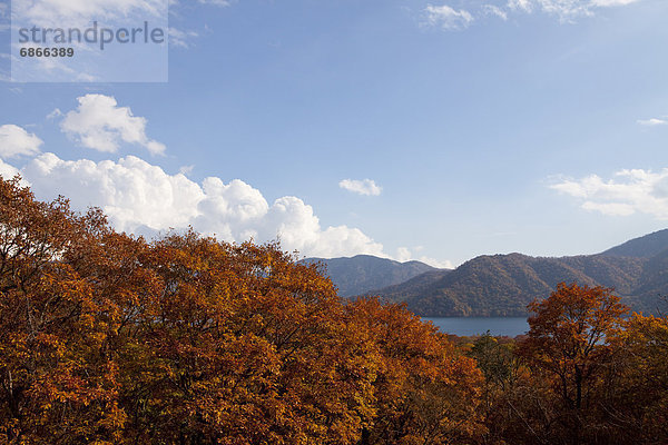 nahe  Baum  See  Herbst