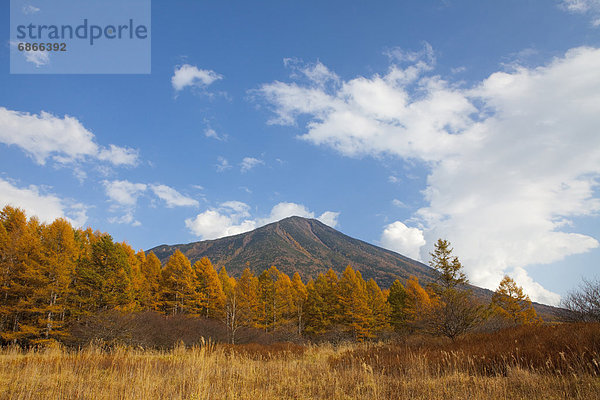 Baum  Herbst  Berg