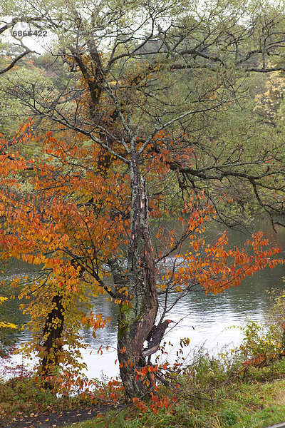 Baum  Herbst  Teich