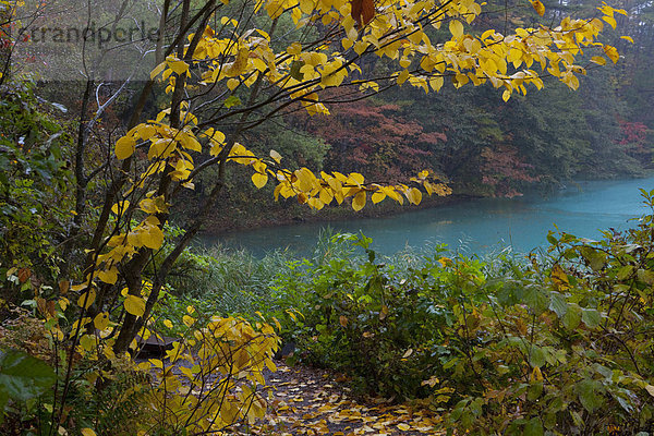 nahe  Baum  Herbst  Teich