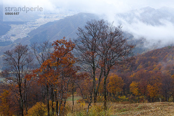 Baum  Herbst  Berg