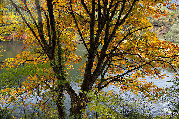 Baum  See  Herbst