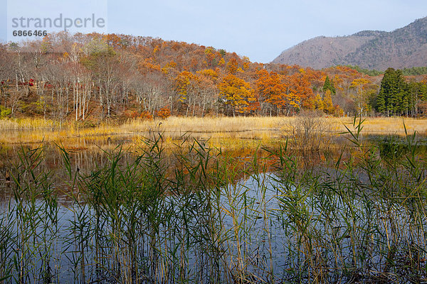 Wald  Herbst  Sumpf