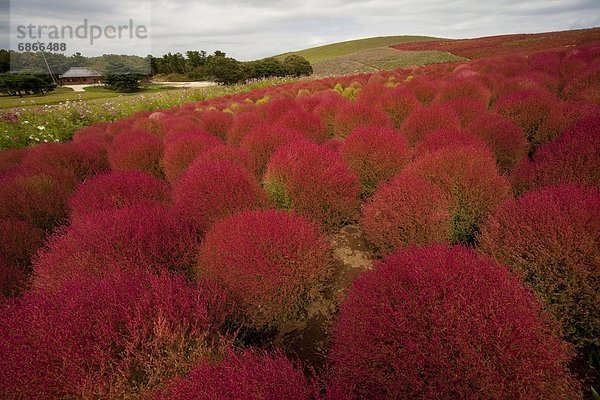 Kochia scoparia