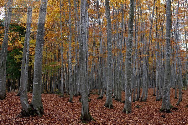 Baum  Wald  Herbst  Buche  Buchen