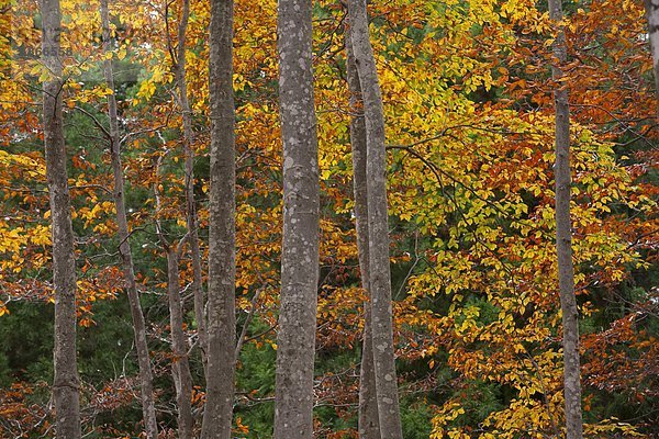 Baum  Herbst  Buche  Buchen