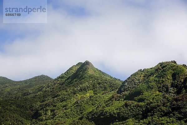 Berg  bedecken  Wald