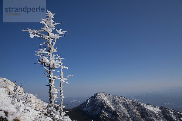 Berg  Baum  Kälte