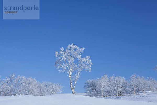 bedecken  Baum  Birke  Frost