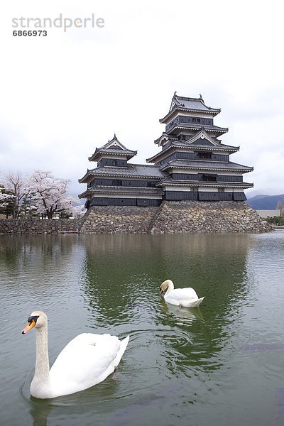 Palast  Schloß  Schlösser  2  schwimmen  Schwan  Matsumoto