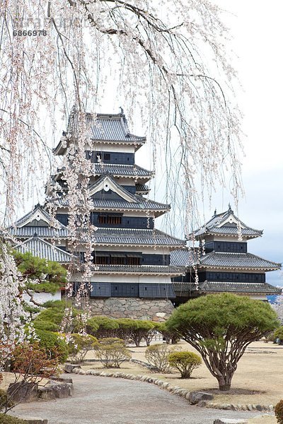 Palast  Schloß  Schlösser  Kirsche  blühen  Matsumoto