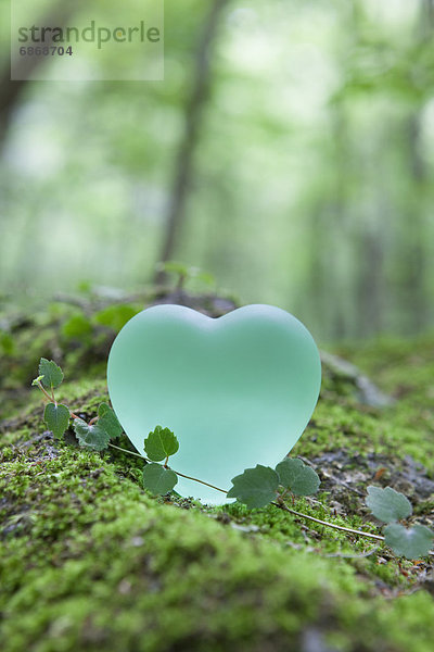 Liebe  grün  herzförmig  Herz  Moos