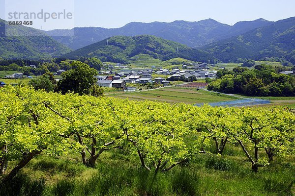 Persimmon farm