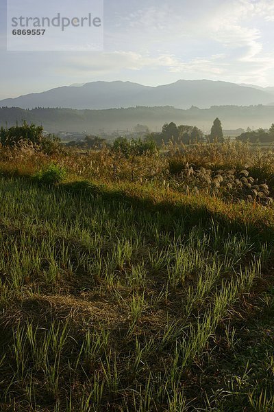 ernten  Feld  Reis  Reiskorn