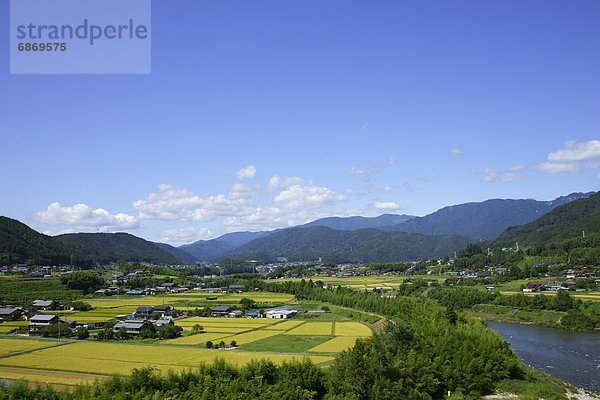 Rice Paddies