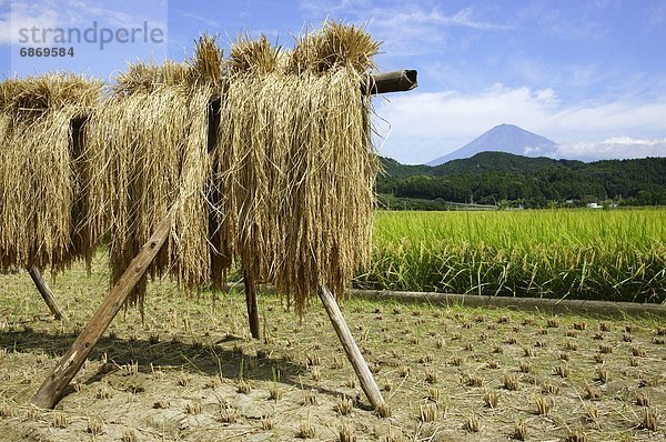 Rice Drying  Mount Fuji in Background