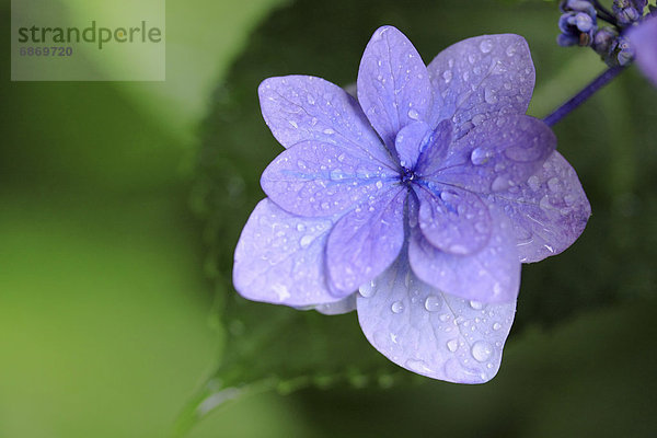 Blume  lila  Hortensie