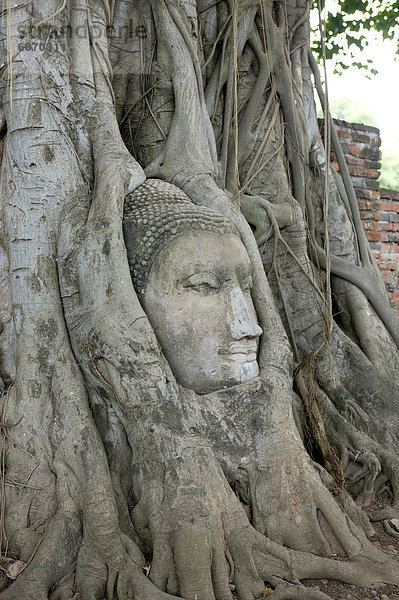 Baum  Verpackung  Statue  Wurzel  Buddha  umwickelt