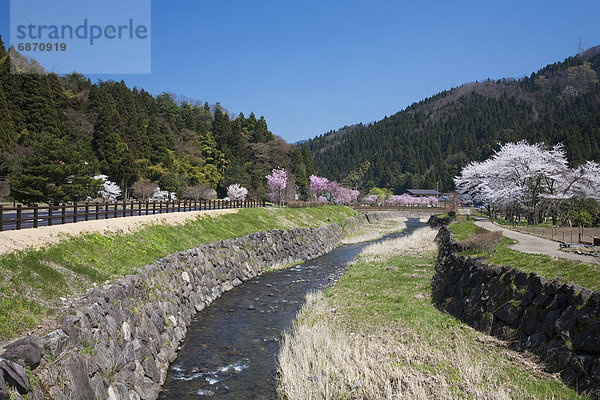 Kirsche  Ruine  blühen  Honshu  Japan