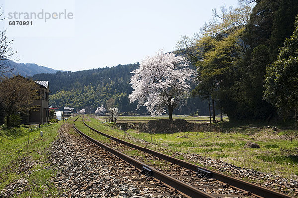 Spur  Kirsche  blühen  Zug  Honshu  Japan