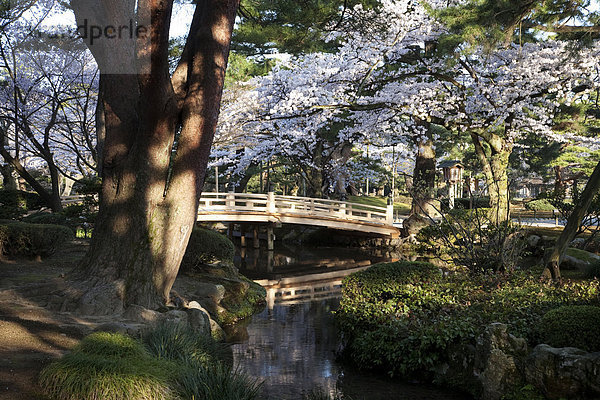 Kirsche  Brücke  blühen  Garten  Kirschblüte  Honshu  Japan
