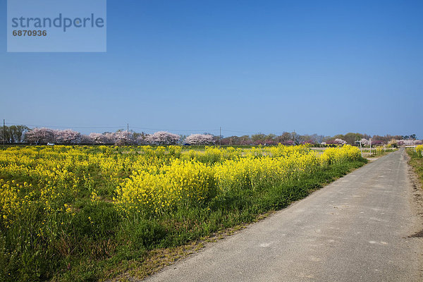 Fernverkehrsstraße  Blüte  Feld