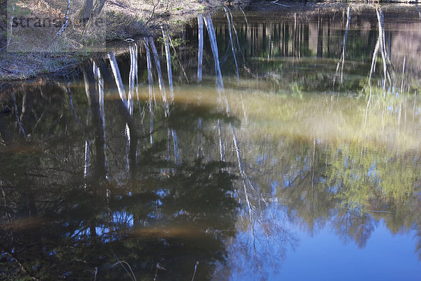 Bodenhöhe  Wasser  Spiegelung  weiß  Birke
