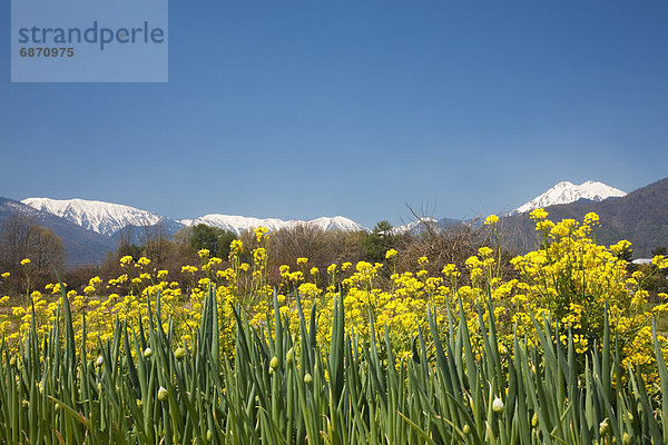 Berg  Schneedecke  Blüte  Hintergrund  Feld