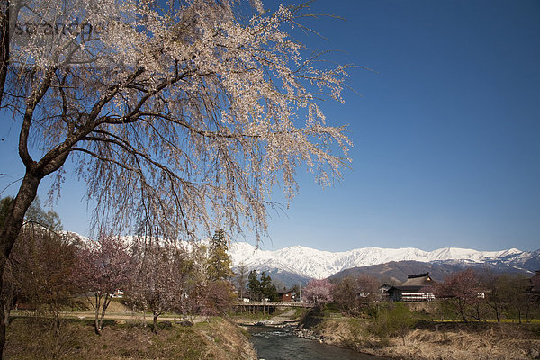 Cherry Blossom Tree and River  Snowcapped Mountains in the Background