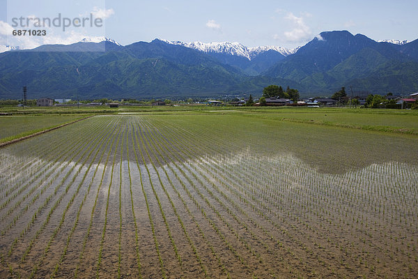 Berg  Hintergrund  Feld  Reis  Reiskorn