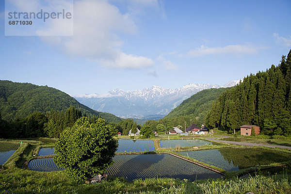 Reis  Reiskorn  Alpen  Terrasse  Nagano  Honshu  Japan  japanisch