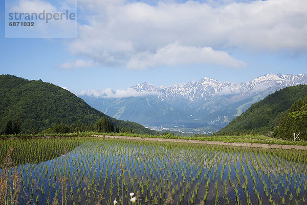 Reis  Reiskorn  Alpen  Terrasse  Nagano  Honshu  Japan  japanisch