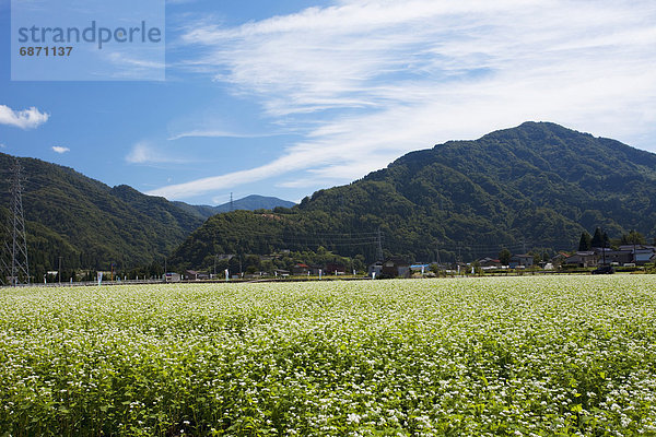 Honshu  Japan