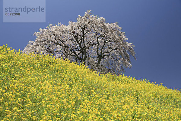 Baum  Kirsche  Blüte  Feld