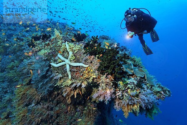 Taucher an Rifflandschaft mit Seestern  Baa-Atoll  Malediven  Unterwasseraufnahme