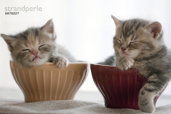 Schüssel  Schüsseln  Schale  Schalen  Schälchen  schlafen  2  Kätzchen  Katze